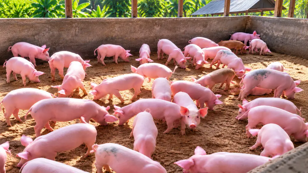 Piglets