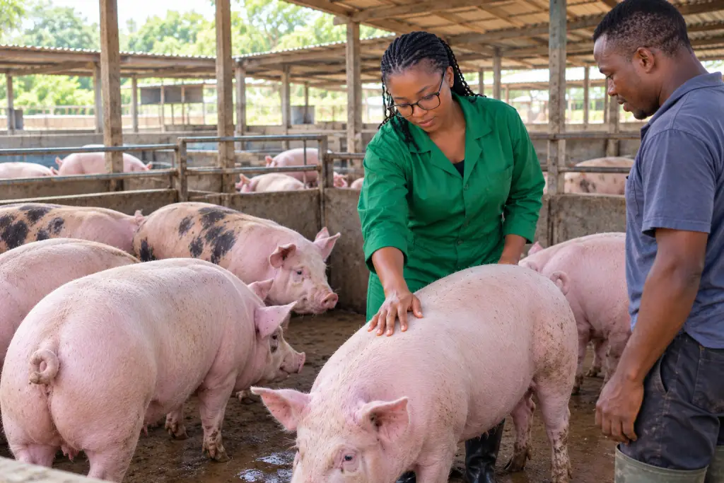 Live Pig