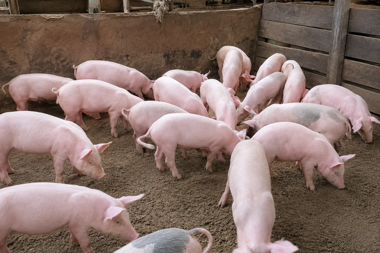 Piggery